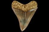 Serrated, Fossil Megalodon Tooth - Indonesia #151823-1